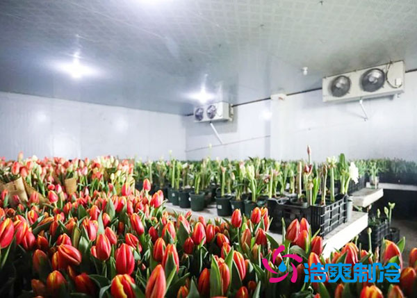 花卉冷庫(kù)安裝預(yù)算造價(jià)多少錢？-浩爽制冷