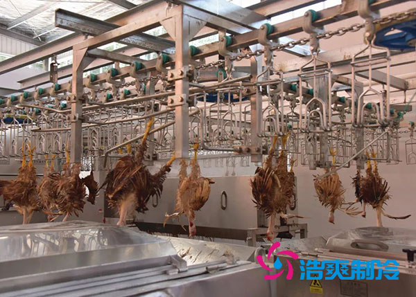 肉雞屠宰之后需要直接入速凍庫嗎？-浩爽制冷